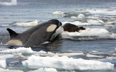 A killer whale and a seal (via Wikimedia Commons)