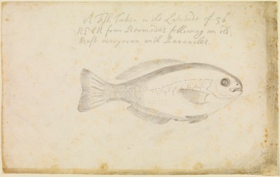 Fish (© Royal Society, Image)